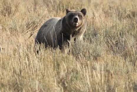 Hiker Attacked by Wild Animal in Yellowstone Transported to Hospital