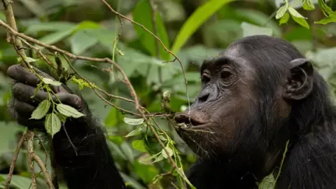 Chimpanzees Ingesting an Amount Equal of an Alcoholic Beverage Per Day from Fermented Fruits, Research Finds