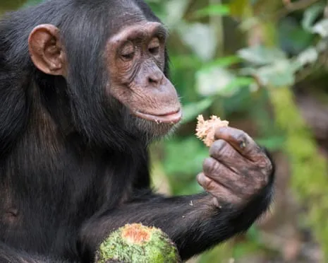 Chimpanzees Ingest Daily Alcohol Comparable to a Beer from Fermented Figs